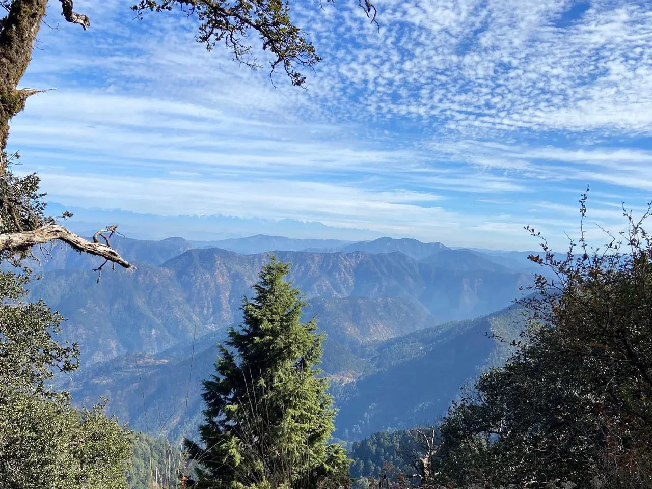 Pine tree and hills under a blue sky