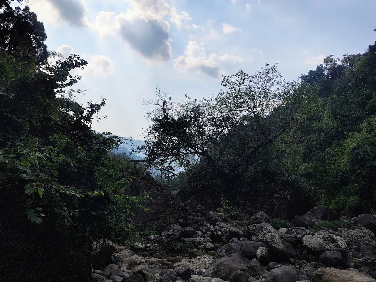 Rocky riverbed under the trees