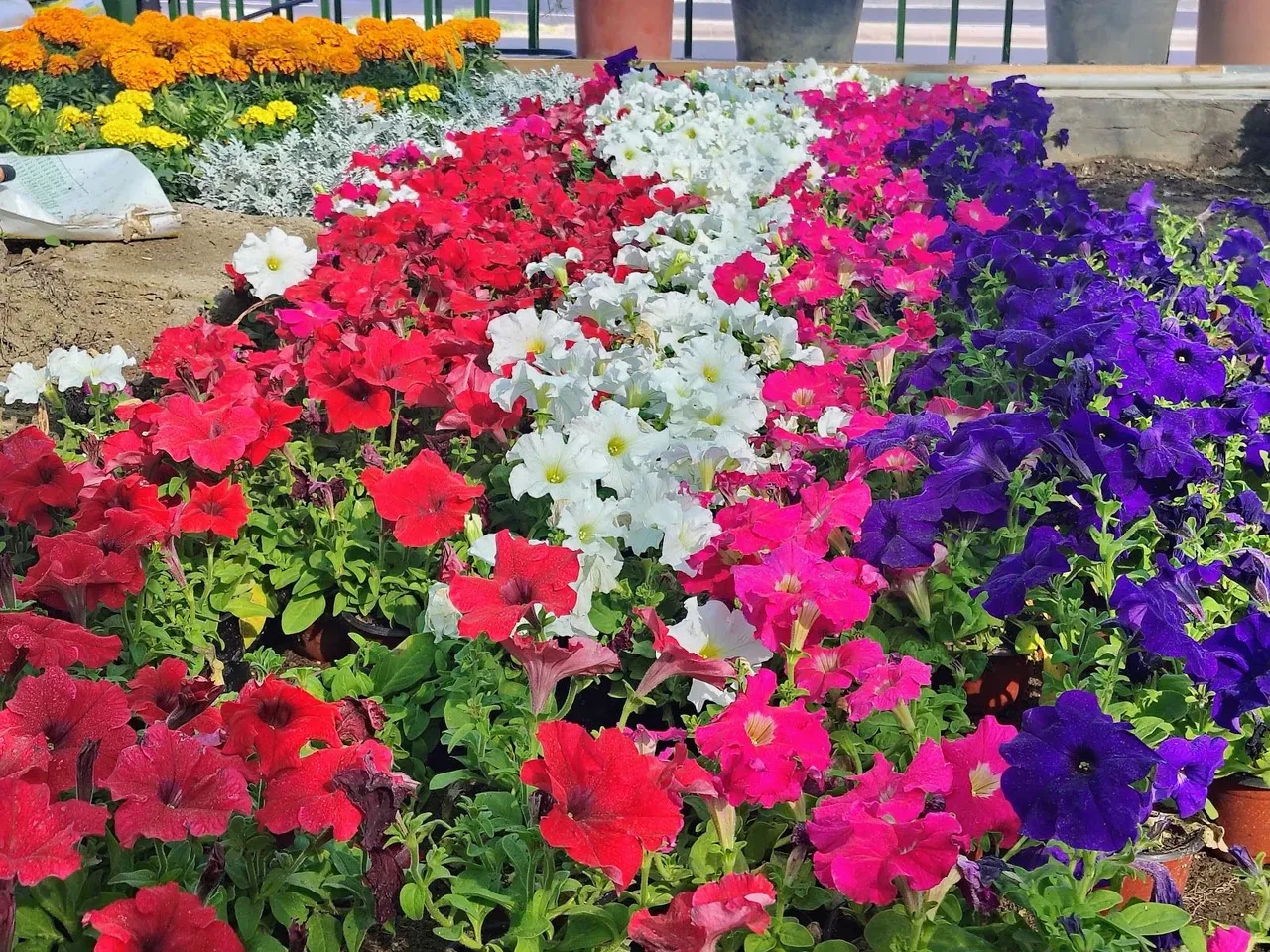 Flower bed in full bloom